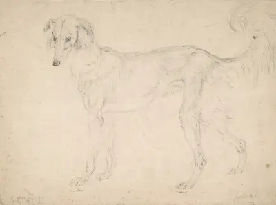 Studie av en fjädrad saluki, vänd åt vänster av Sir Edwin Henry Landseer
