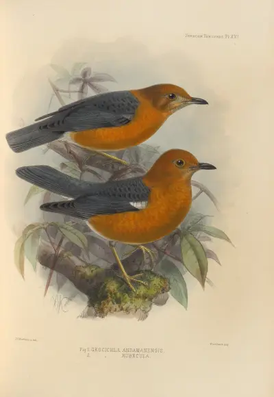 Geocichla Andamanensis, Geocichla Rubecula av Henry Seebohm