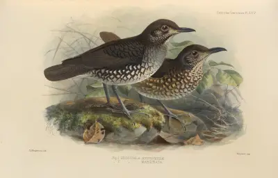 Geocichla Andromedae, Geocichla Marginata av Henry Seebohm