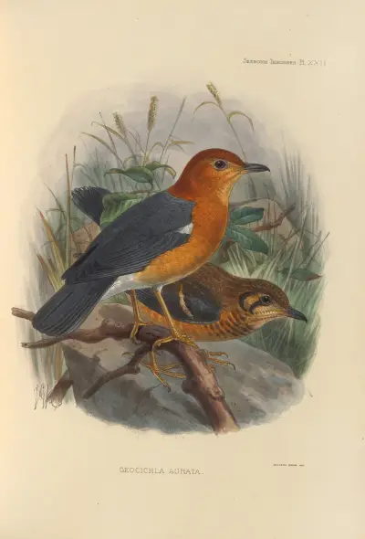Geocichla Aurata av Henry Seebohm