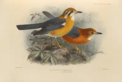 Geocichla Cyanonotus, Geocichla Albogularis av Henry Seebohm
