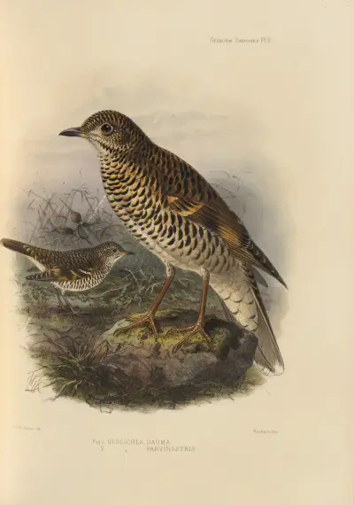 Geocichla Dauma, Geocichla Parvirostris av Henry Seebohm