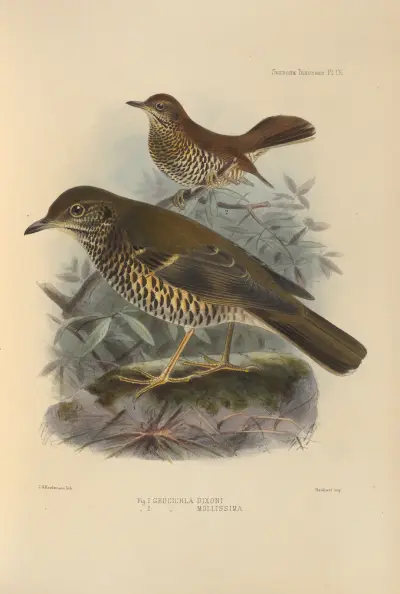 Geocichla Dixoni, Geocichla Mollissima av Henry Seebohm