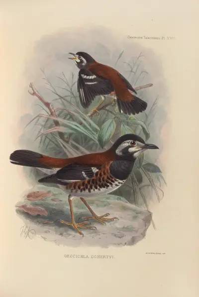 Geocichla Dohertyi av Henry Seebohm
