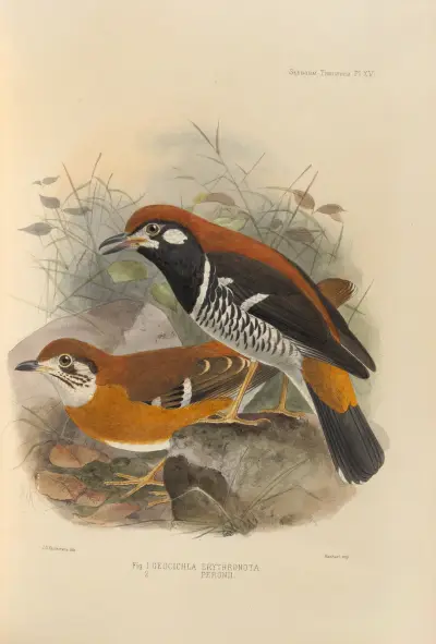 Geocichla Erythronota, Geocichla Peronii av Henry Seebohm