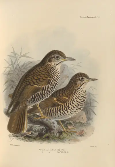 Geocichla Heinii, Geocichla Papuensis av Henry Seebohm