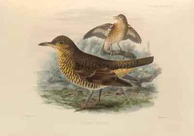 Geocichla Imbricata av Henry Seebohm
