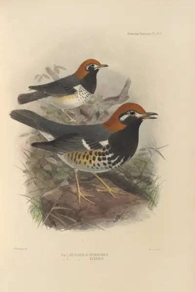 Geocichla Interpres, Geocichla Avensis av Henry Seebohm
