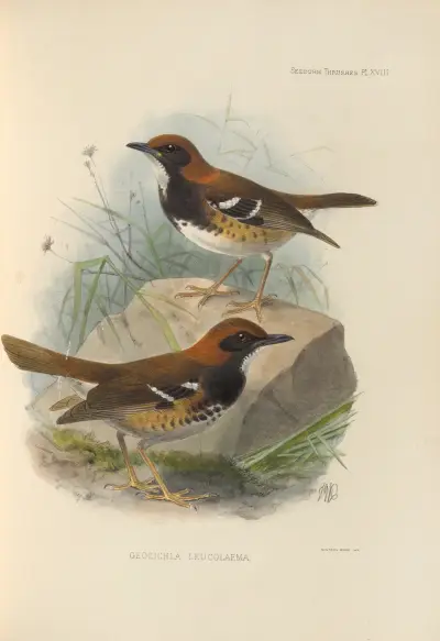 Geocichla Leucolaema av Henry Seebohm