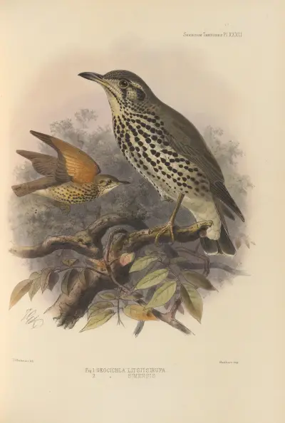 Geocichla Litsitsirupa, Geocichla Simensis von Henry Seebohm