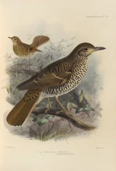 Geocichla Lunulata, Geocichla Macrorhyncha av Henry Seebohm
