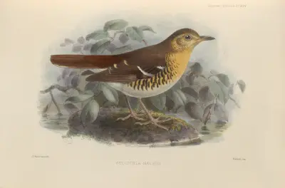 Geocichla Machiki av Henry Seebohm