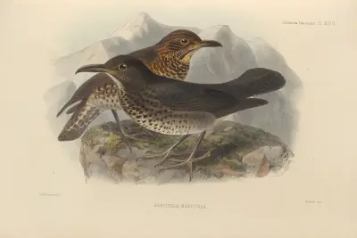 Geocichla Monticola av Henry Seebohm