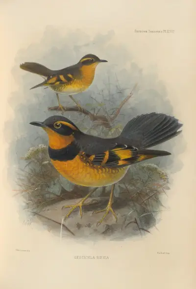 Geocichla Naevia av Henry Seebohm