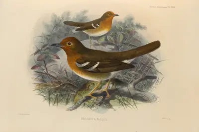 Geocichla Piaggii av Henry Seebohm