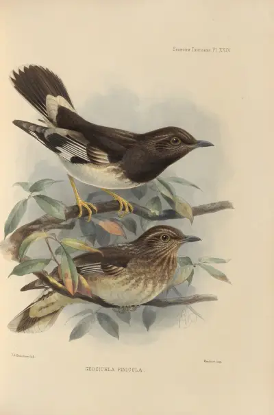 Geocichla Pinicola av Henry Seebohm