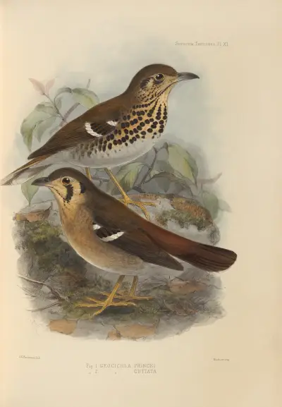 Geocichla Princii, Geocichla Guttata av Henry Seebohm