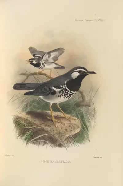 Geocichla Schistacea av Henry Seebohm