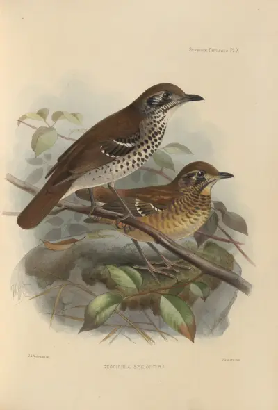 Geocichla Spiloptera av Henry Seebohm