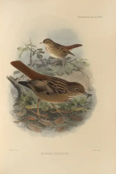 Geocichla Terrestris av Henry Seebohm