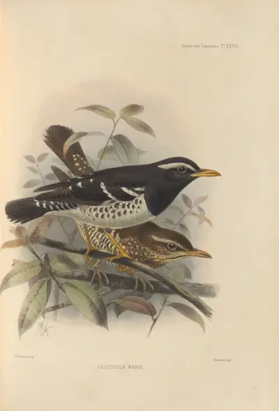 Geocichla Wardi av Henry Seebohm