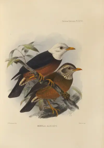 Merula Albiceps av Henry Seebohm