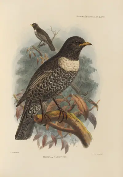 Merula Alpestris av Henry Seebohm