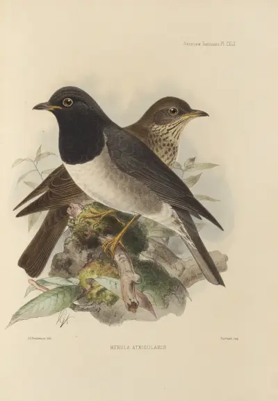 Merula Atrigularis, Henry Seebohm