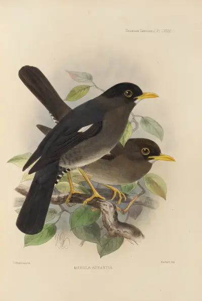 Merula Aurantia av Henry Seebohm
