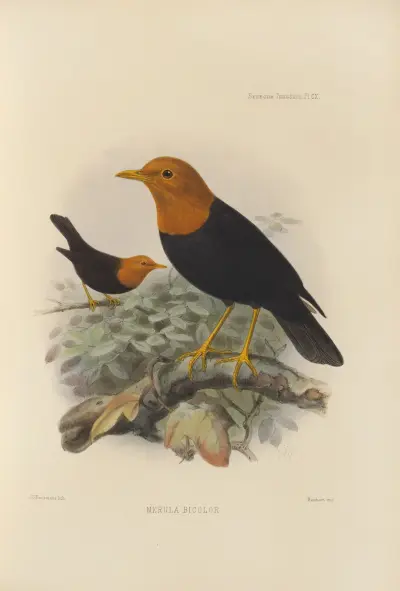 Merula Bicolor av Henry Seebohm
