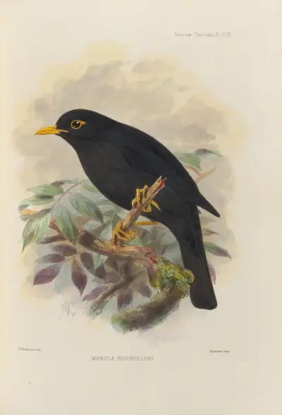 Merula Bourdilloni av Henry Seebohm