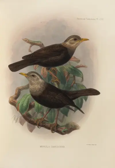 Merula Canescens, Henry Seebohm
