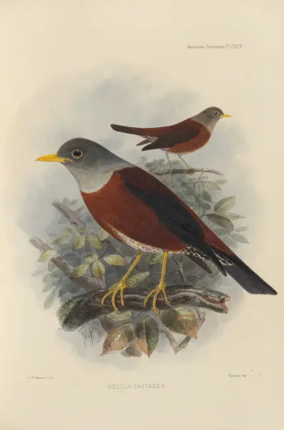 Merula Castanea av Henry Seebohm