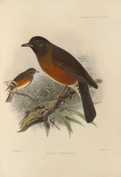 Merula Chrysolaus av Henry Seebohm