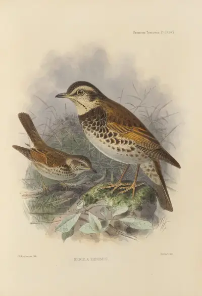 Merula Eunomus. – nr 2 av Henry Seebohm