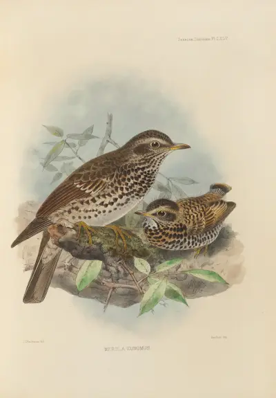 Merula Eunomus – nr 1 av Henry Seebohm