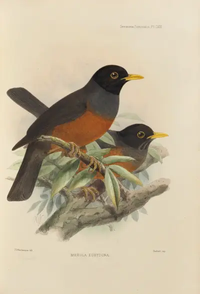 Merula Euryzona av Henry Seebohm