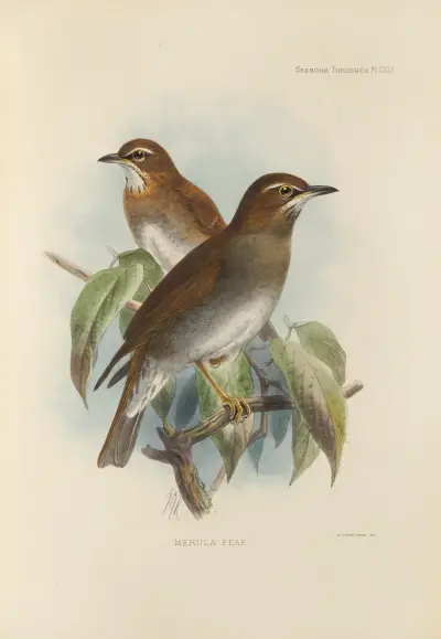 Merula Feae av Henry Seebohm