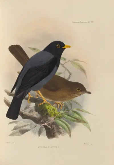 Merula Flavipes av Henry Seebohm