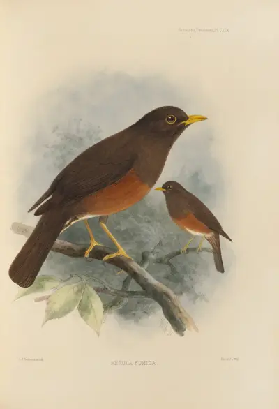 Merula Fumida av Henry Seebohm
