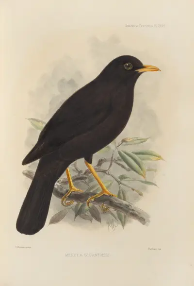 Merula Gigantodes av Henry Seebohm
