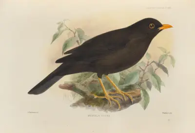 Merula Gigas av Henry Seebohm