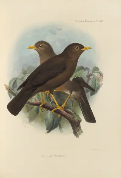 Merula Javanica av Henry Seebohm