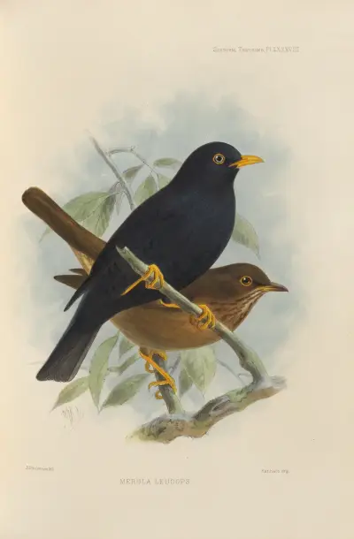 Merula Leucops av Henry Seebohm