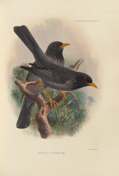 Merula Ludoviclae av Henry Seebohm