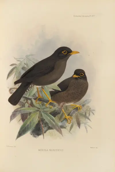 Merula Mareensis av Henry Seebohm