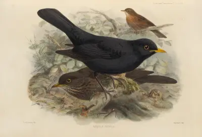 Merula Merula av Henry Seebohm