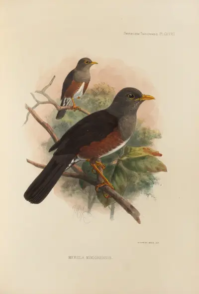 Merula Mindorensis, Henry Seebohm