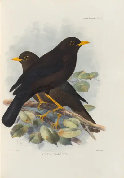 Merula Nigrescens av Henry Seebohm