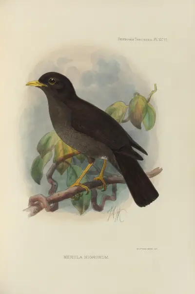 Merula Nigrorum av Henry Seebohm